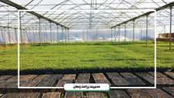 کشت بیش از 6 هزار هکتار از محصولات زراعی و آبی استان با روش کشت نشایی